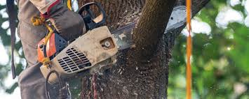 Best Tree Preservation Services  in USA